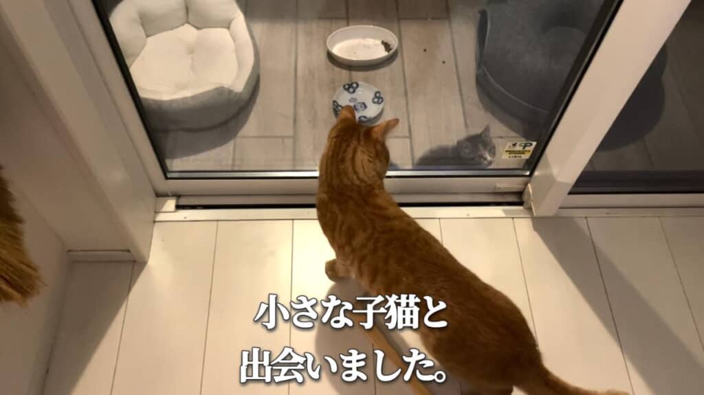 ある日、裏庭に迷い込んだ1匹の子猫と出会います