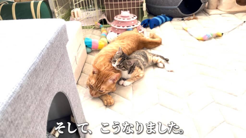迷い子猫は「すずめ」ちゃんとして家族に加わりました