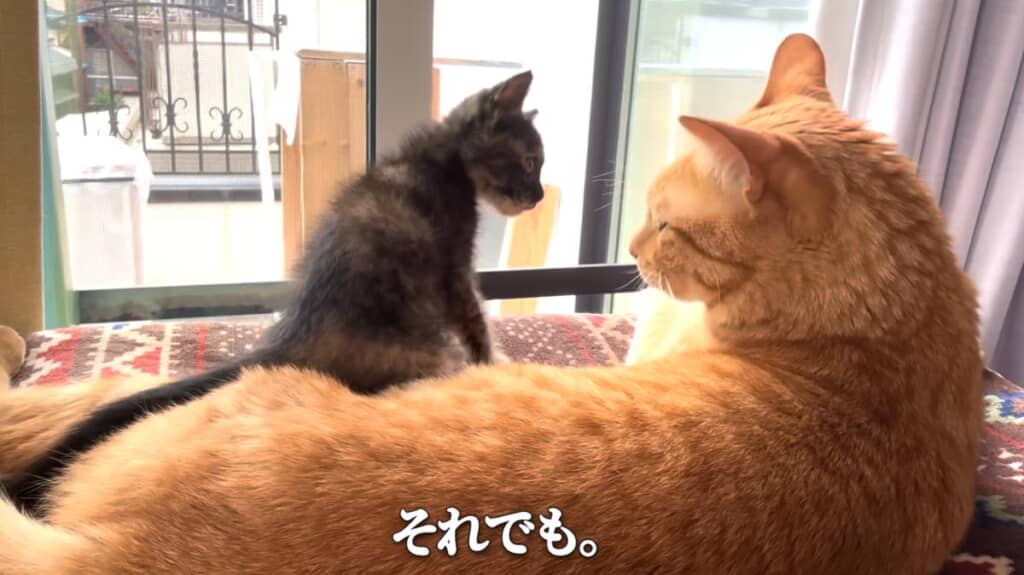 やんちゃなあんずちゃんも仲間入り