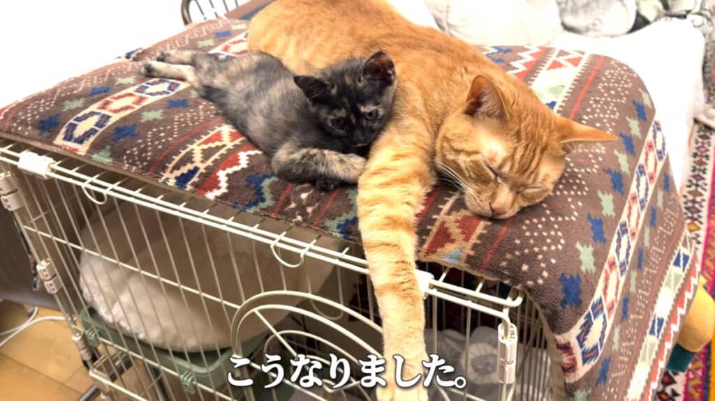 あんずちゃんとも仲良しです