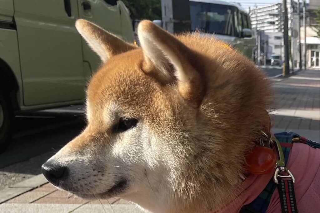 虫よけの服を着た愛犬