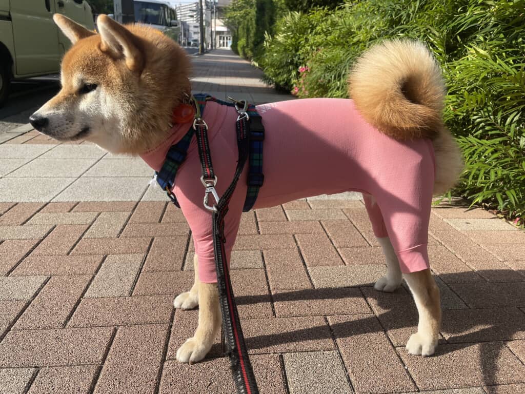 虫よけの服を着た愛犬