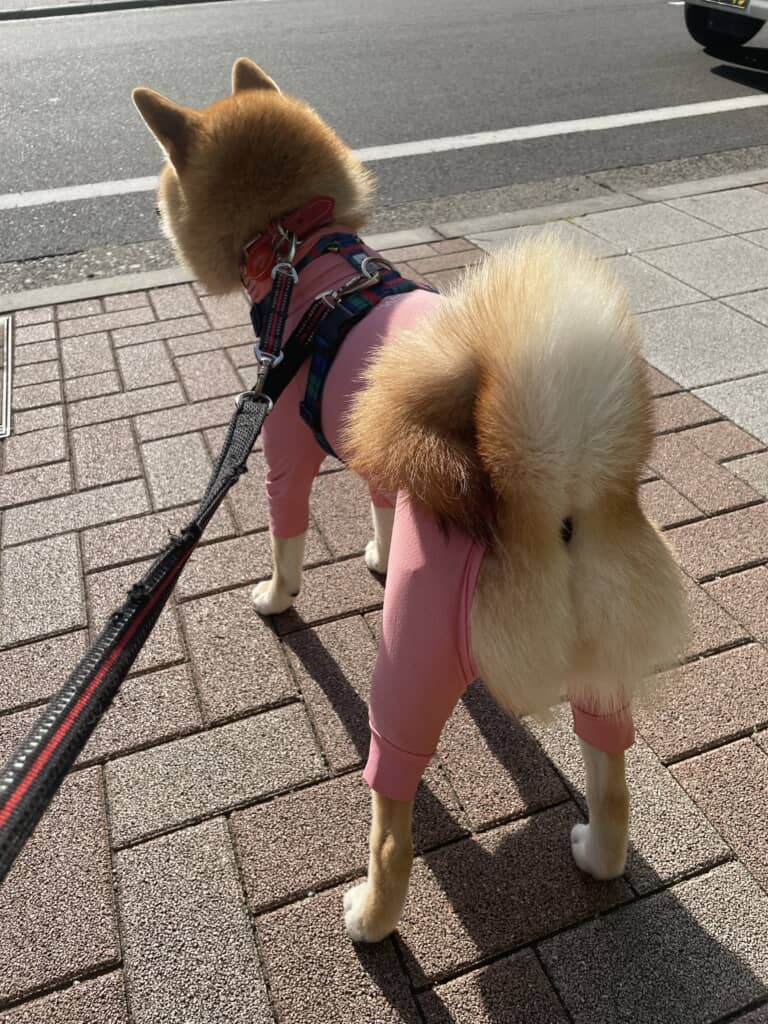 虫よけの服を着た愛犬