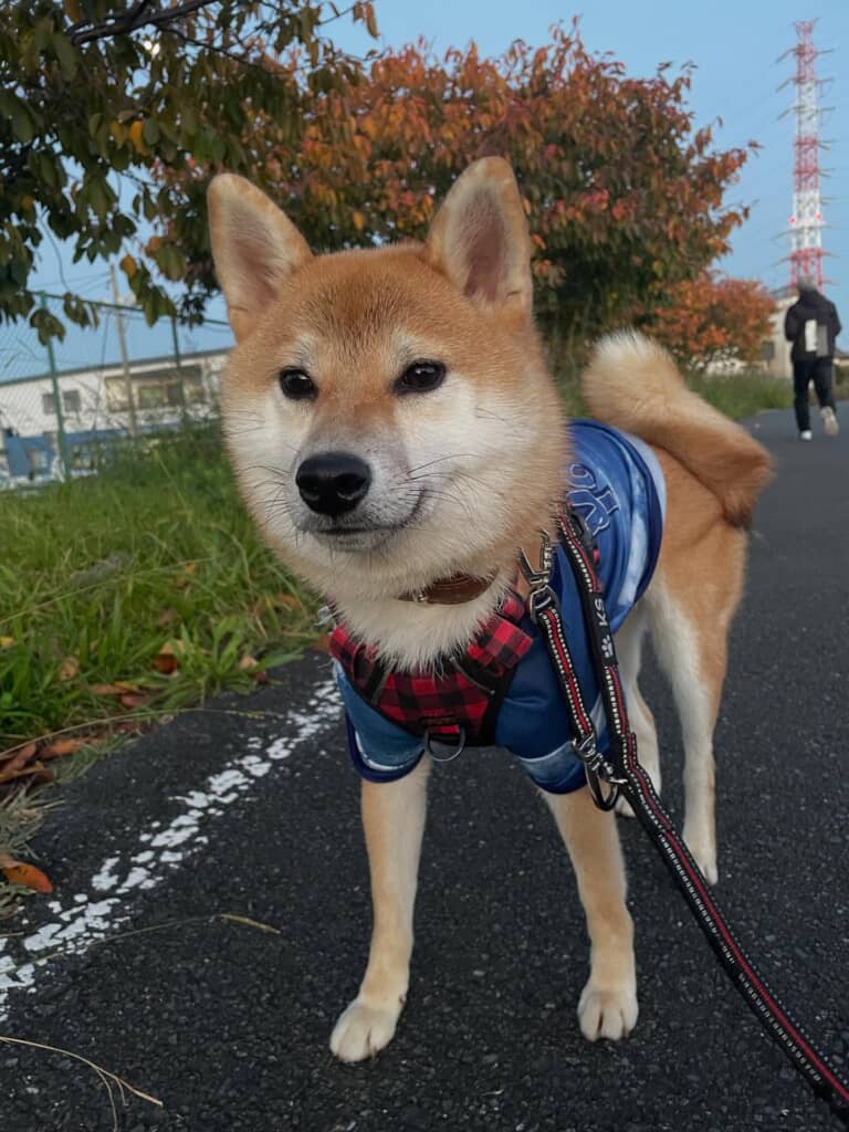 普段の蘭ちゃん
