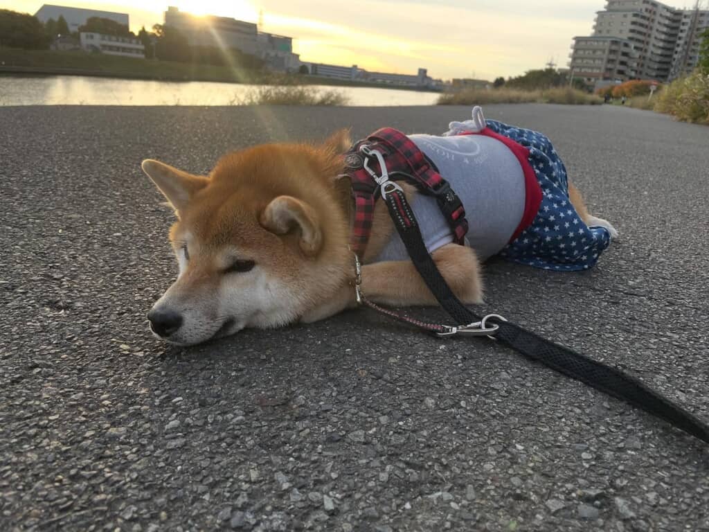 普段の蘭ちゃん