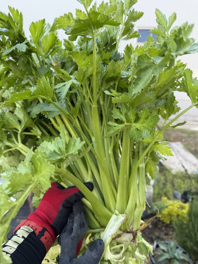 圧巻の化け物級セロリ