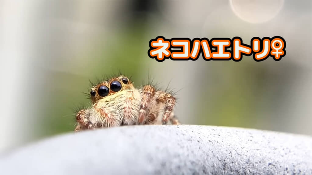 もふもふしたハエトリグモ「ネコハエトリ」