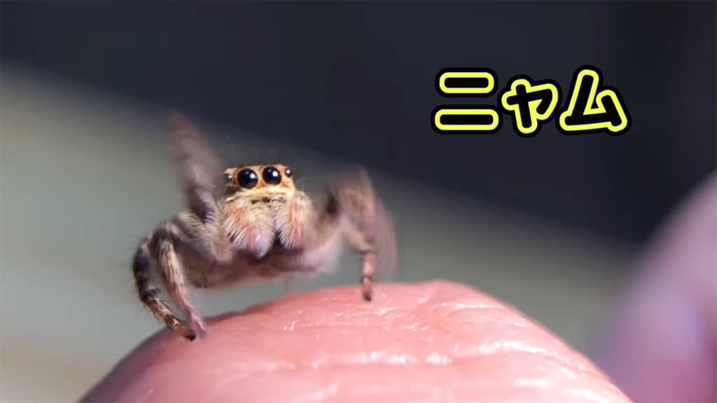2匹目の名前は「ニャム」ちゃんになりました