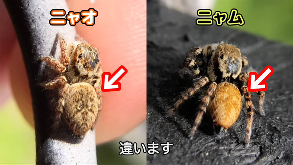 体の模様や色に大きな差があります