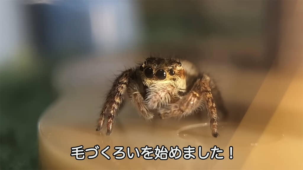 毛づくろいをするニャオちゃん