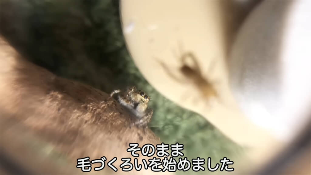 透明ボウル越しのニャムちゃん