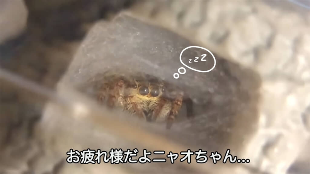 作ったばかりの巣で眠るニャオちゃん