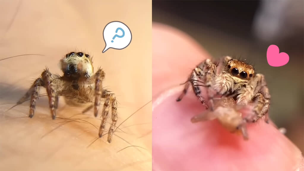 猫っぽくてクモらしい、かわいいネコハエトリたちなのでした