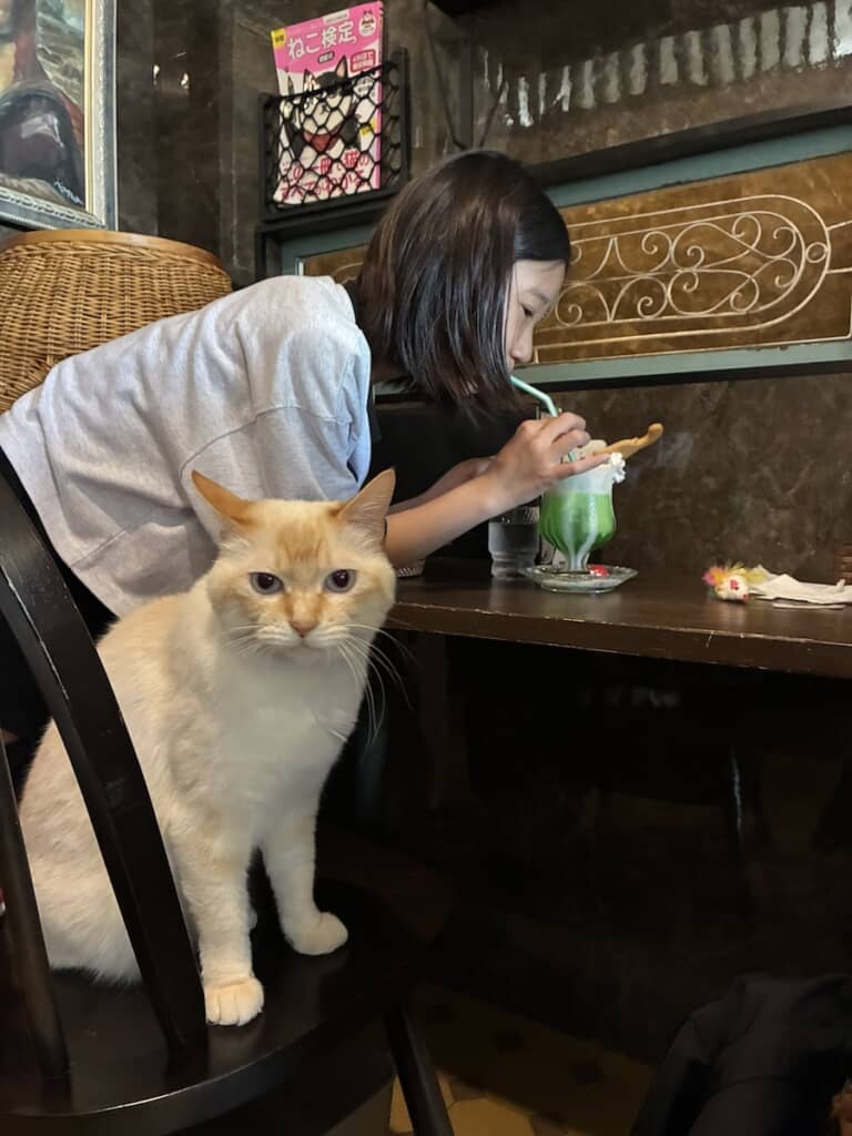 椅子の上をキープする猫ちゃんと、立ち飲みスタイルでドリンクを楽しむ女の子