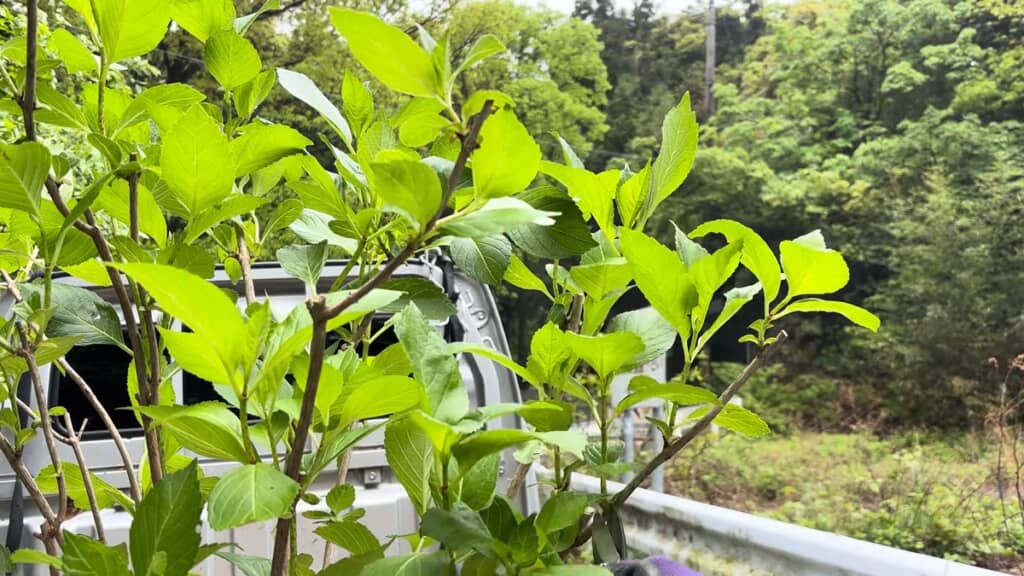 太い枝に連なっている小さな枝