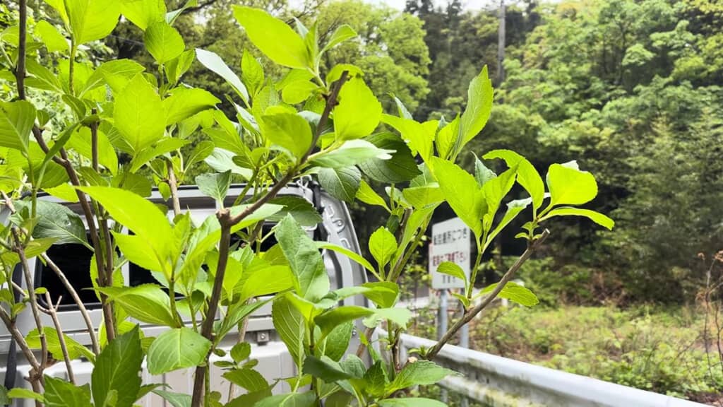太い枝に連なっている小枝の1本を切った状態
