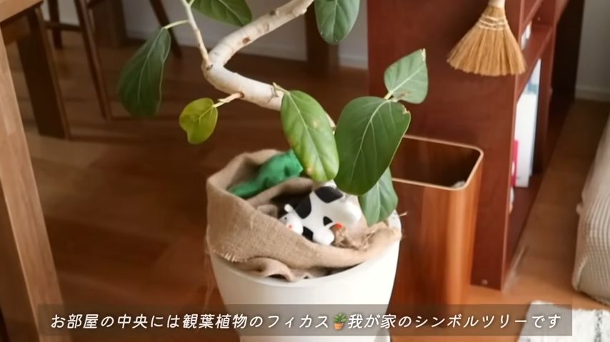 フィカス