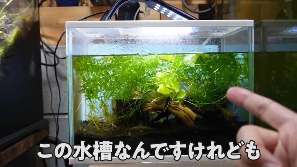 水草だらけになった金魚の水槽