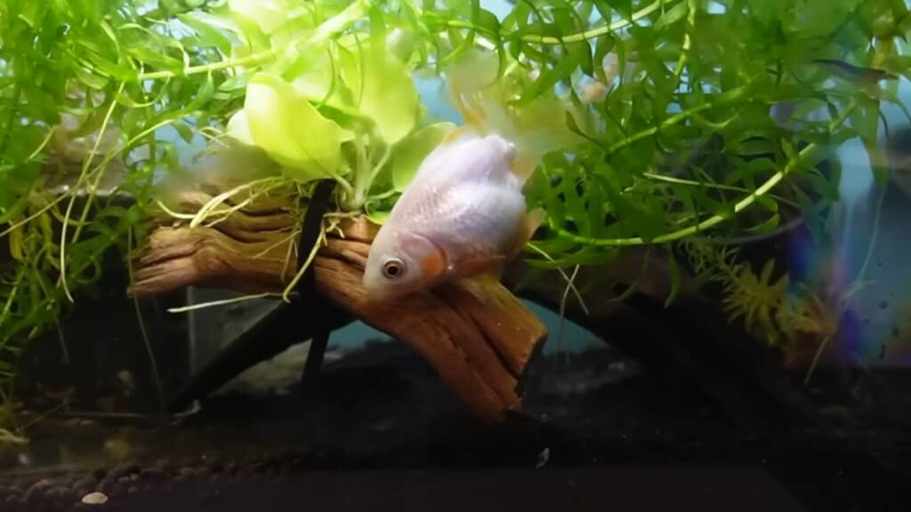 水草だらけで泳ぎにくそうな金魚
