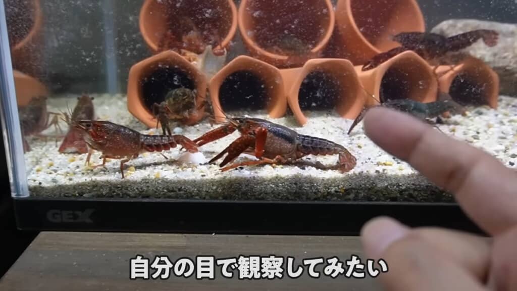 投稿者が飼育しているアメリカザリガニ