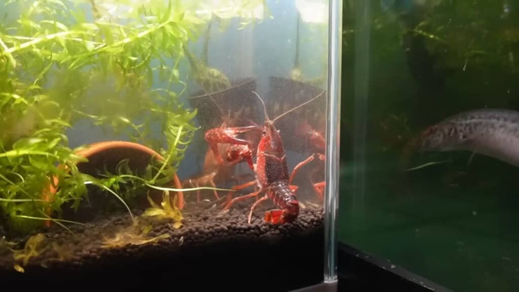 ケンカを始めた2匹のアメリカザリガニ