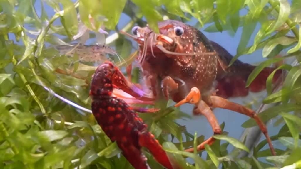 一心不乱に水草を食べるアメリカザリガニ