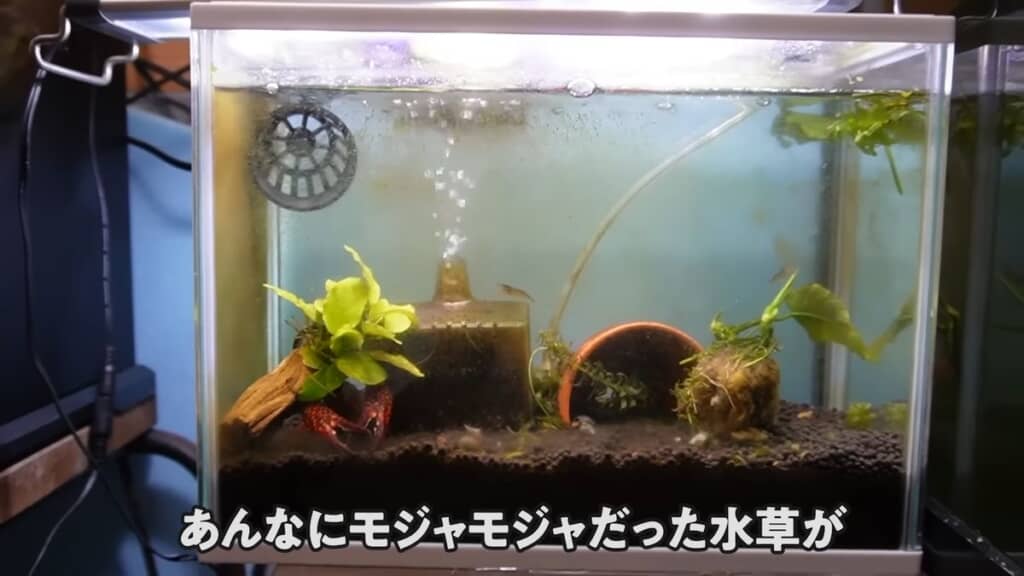 大半の水草がアメリカザリガニによって食べられた