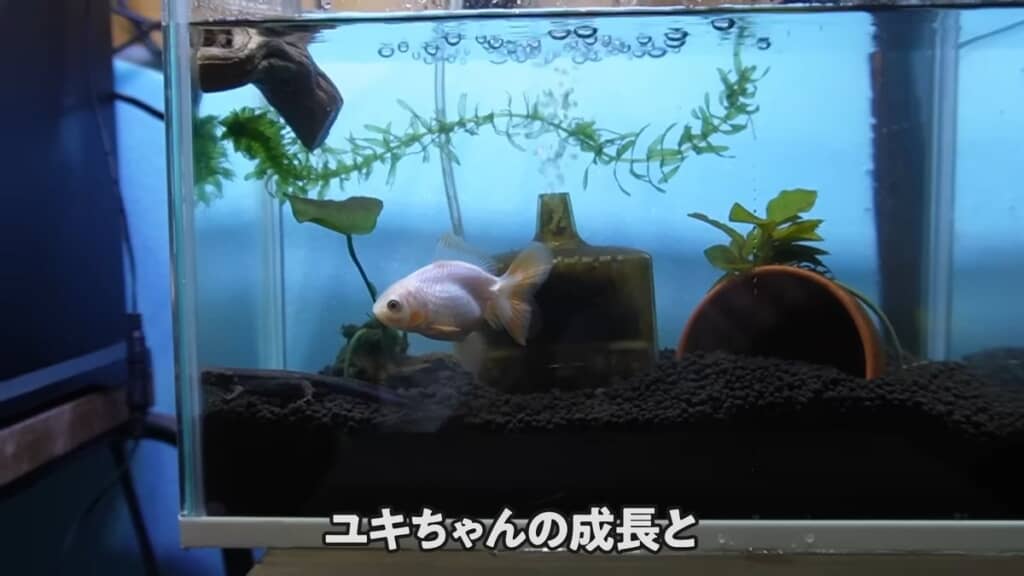 スッキリした水槽内で泳ぐ金魚