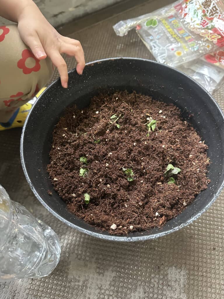 黒い植木鉢の土に植えられたばかりの、まだ小さな複数のミントの苗木