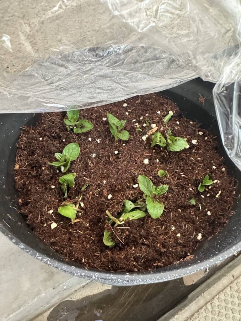 黒い植木鉢の土に植えられた、緑色の小さなミントの苗木の様子