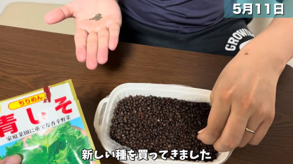 豆苗プランターで大葉の栽培を開始
