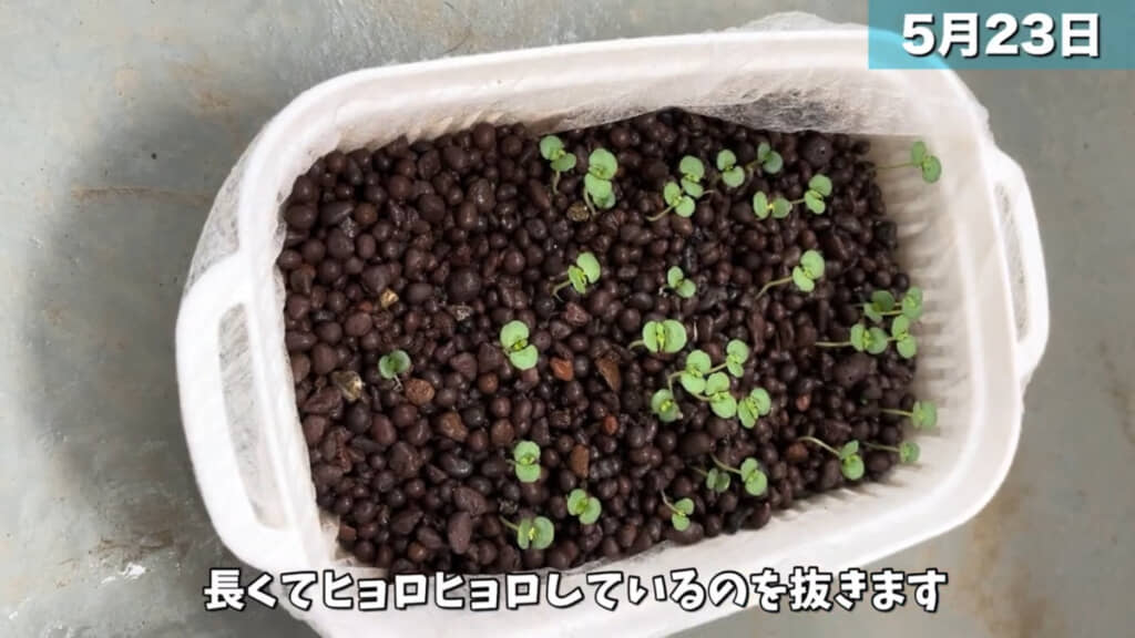 双葉が出てきたら徐々に間引いていきます