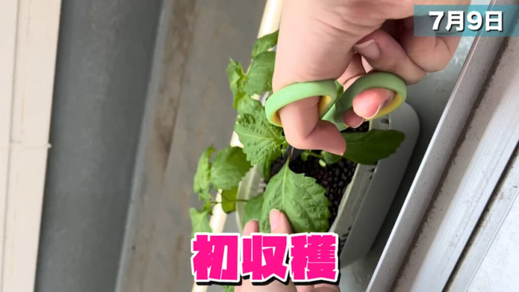 7月上旬に初収穫を迎えました