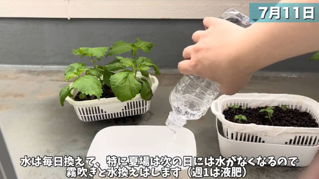 日当たりの良さに加えて、液肥の濃さと頻度がポイント