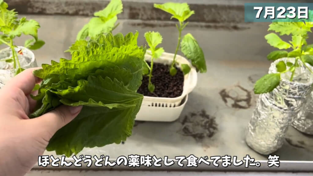 夏の間は毎日大葉がこれくらい収穫できるように