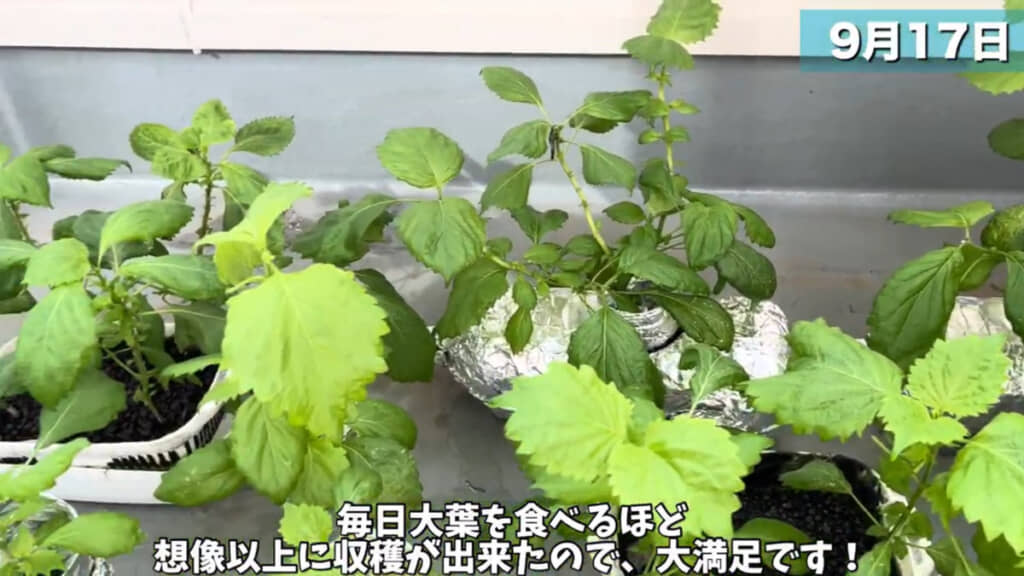 種まきから約4カ月後の光景。ペットボトル栽培も含めて立派な大葉がたくさん育ちました！