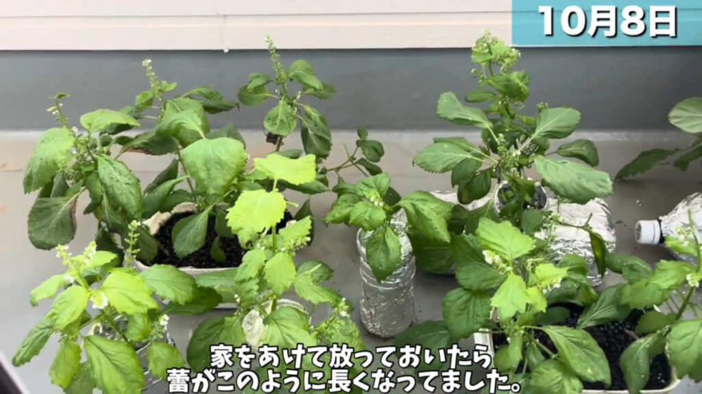 4日間ほど家を空けて帰ってきたら、ツボミが成長して一部は花が咲いていました
