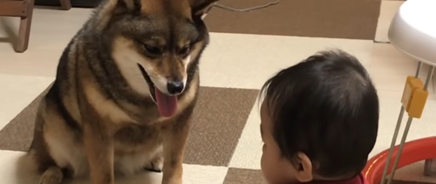 いつもそばにいた女の子の赤ちゃんと4歳の柴犬→8年後……　涙なしには見られない“現在の姿”に「愛おしい気持ちは変わらない」（1/3） | 犬 ねとらぼ