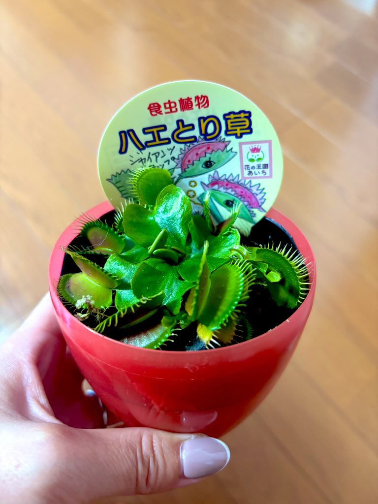 4歳の息子さんが選んだプレゼント。この特徴的なトゲのある葉っぱは……!