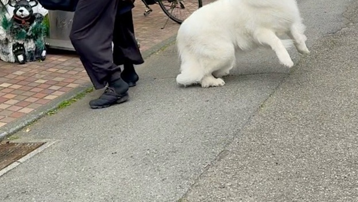 超大型犬を連れて歩く“身長190センチ”の男性→次の瞬間…… 通行人、二度見の光景に「声出た」「もはやコントww」(1/3) | 犬 ねとらぼ