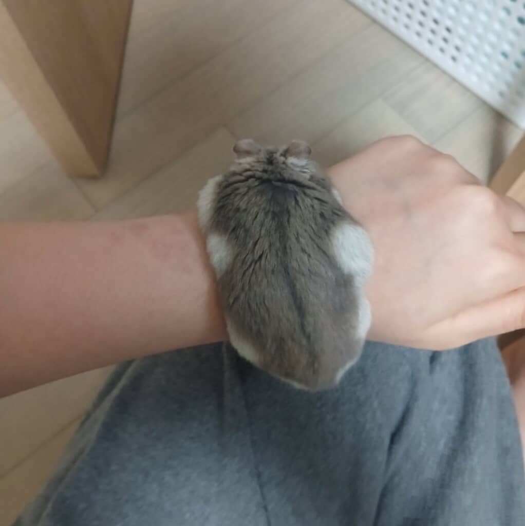 ふわっふわ……。
