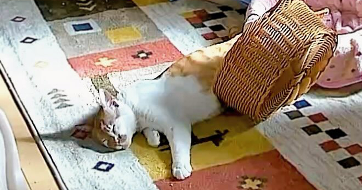 愛猫6匹を見守るカメラが故障→映像をチェックしたら……「最高すぎるwww