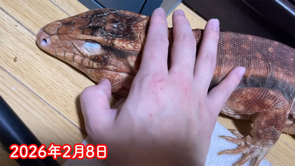 ガリガリのレッドテグーを保護しました