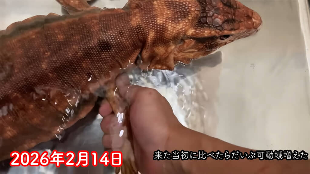 右前足のマッサージを続けることに