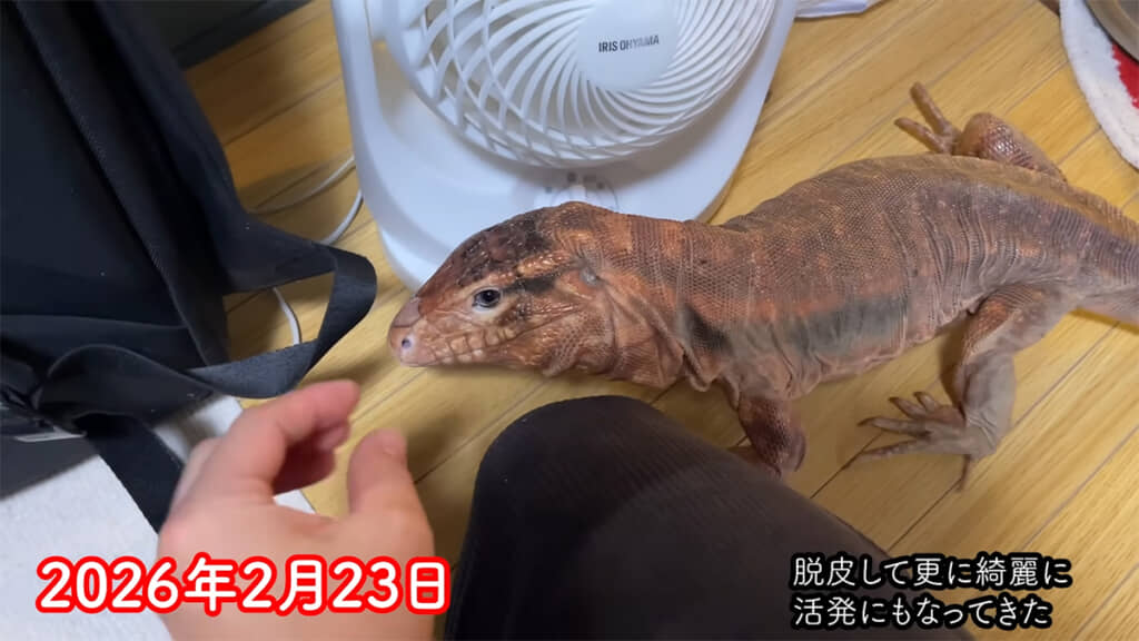 脱皮もしてくれました