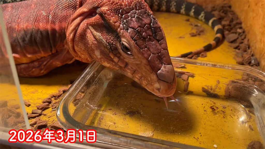体の発色がよくなってきました、赤色が美しい……！