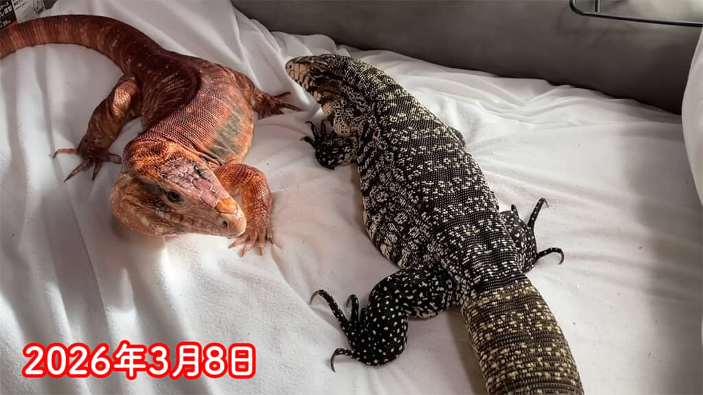 日光に当たると赤色が際立ちます