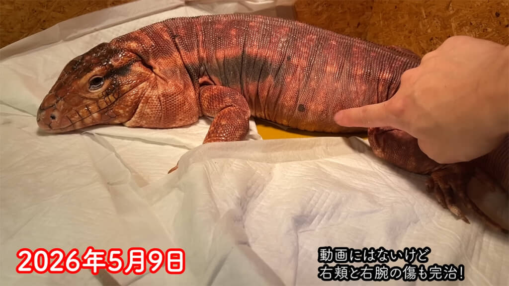 ガリガリだった体はすっかり立派になりました