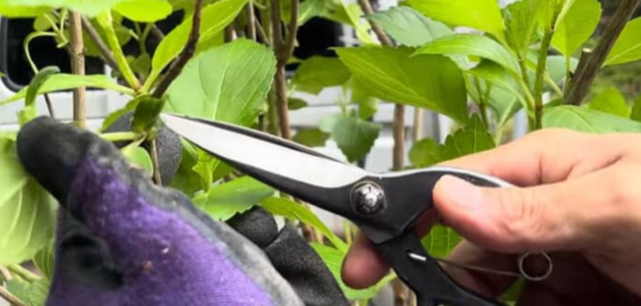開花前のアジサイ「これだけやれば綺麗になる」→プロが教える“驚きのお手入れ術”に「全体が生き生き」「参考になりました」（1/3） | 住まい ねとらぼ