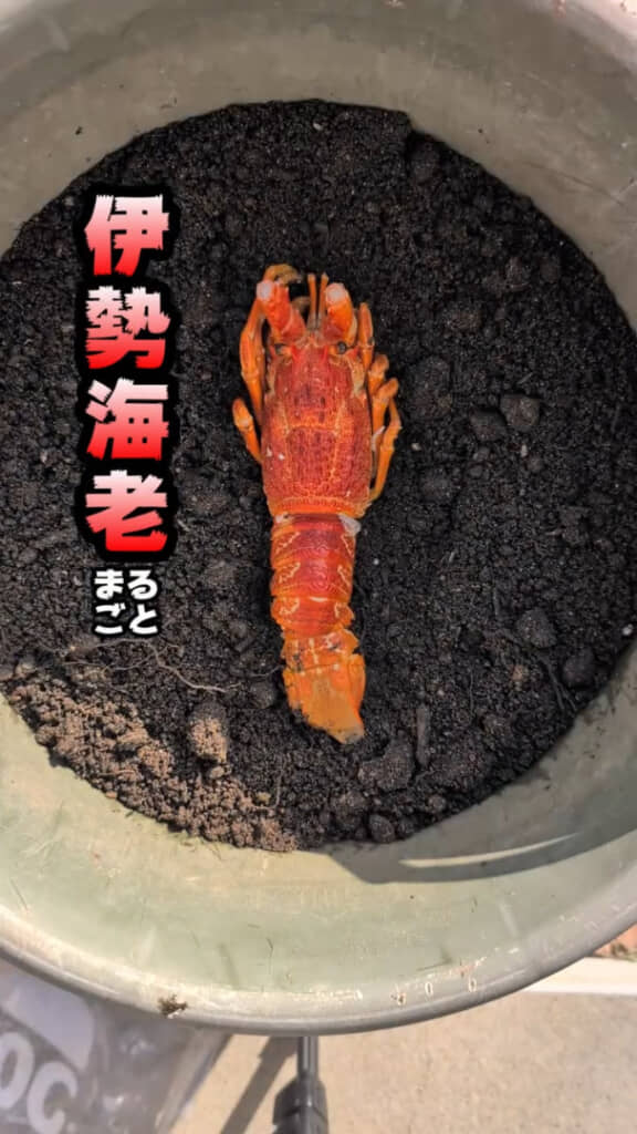 硬いイセエビの殻を埋めて分解されるのか試しています